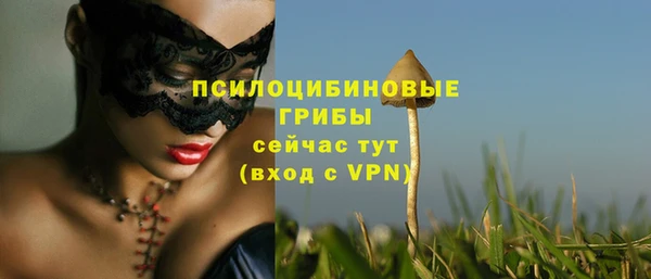 прущие грибы Михайлов