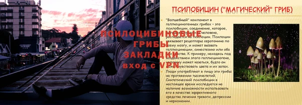 прущие грибы Михайлов